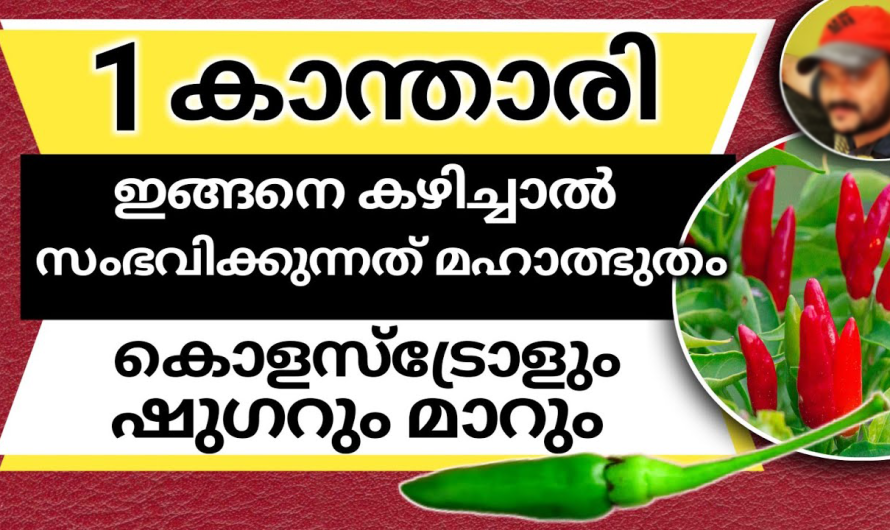 ഇങ്ങനെ കഴിച്ചാൽ മതി, കൊളസ്ട്രോളും ഷുഗറും മാറ്റാൻ 1 കാന്താരി, ഈ കാര്യങ്ങൾ മാത്രം ചെയ്താൽ മതി