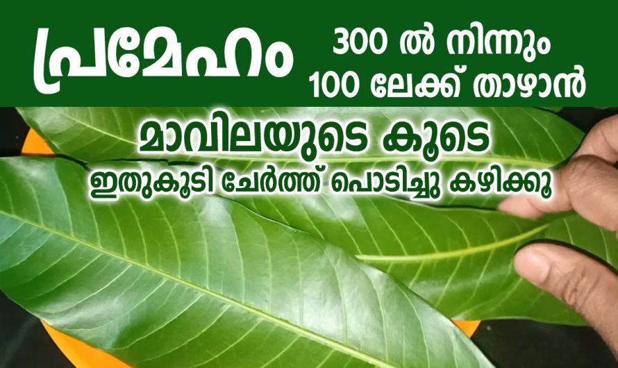 മാവിലയുടെ കൂടെ പ്രമേഹം 300 ൽ നിന്നും 100 ലേക്ക് താഴാൻ ഇതുകൂടി ചേർത്ത് പൊടിച്ചു കഴിക്കൂ -To reduce diabetes