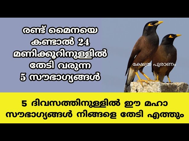 വീട്ടിൽ രണ്ട് മൈന വരുന്നത്, ഈ 5 സൗഭാഗ്യവുമായാണ്