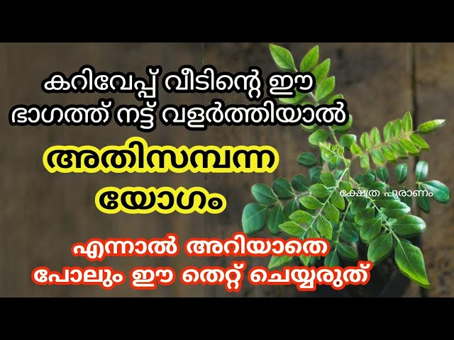 വീടിന്റെ ഈ ഭാഗത്ത് കറിവേപ്പ്, നട്ട് വളർത്തിയാൽ കോടീശ്വരയോഗം, എന്നാൽ ഈ തെറ്റ് ചെയ്യരുത്