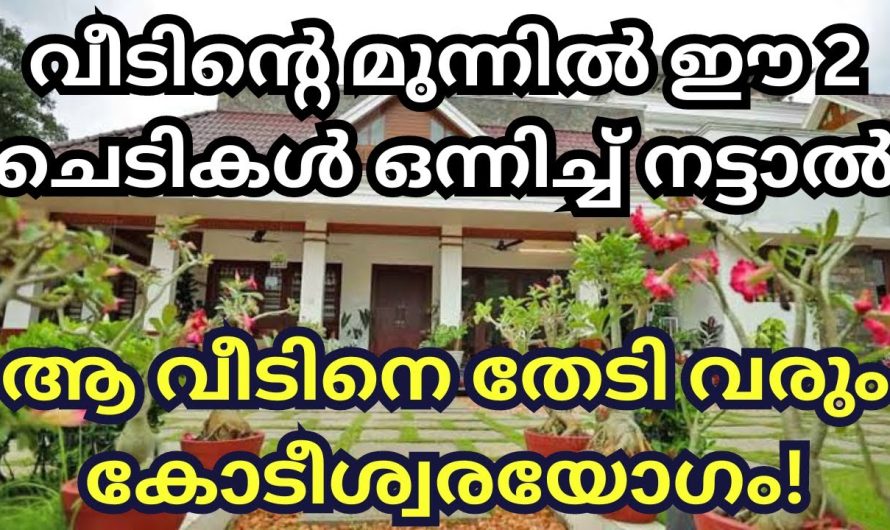 വീടിന്റെ മുന്നിൽ ഒന്നിച്ച് ഈ 2 ചെടികൾ നട്ട് വളർത്തിയാൽ, ആ വീട്ടിൽ ഉള്ളവർക്ക് കോടീശ്വരയോഗം