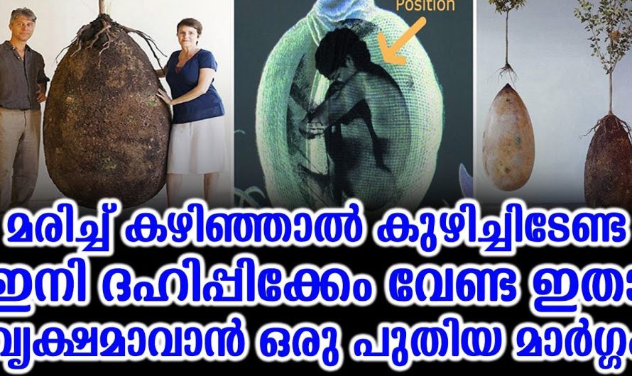 മരിച്ച് കഴിഞ്ഞാൽ ഇനി ദഹിപ്പിക്കേം വേണ്ട കുഴിച്ചിടേണ്ട, ഒരു പുതിയ മാർഗ്ഗം