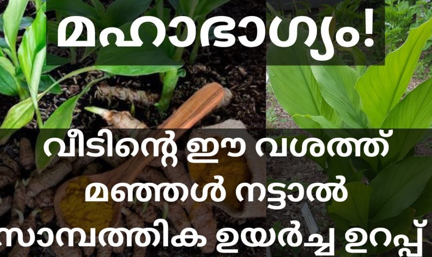 സാമ്പത്തിക ഉയർച്ച ഉറപ്പ് വീടിന്റെ ഈ വശത്ത്‌ മഞ്ഞൾ നട്ടാൽ, മഹാഭാഗ്യം