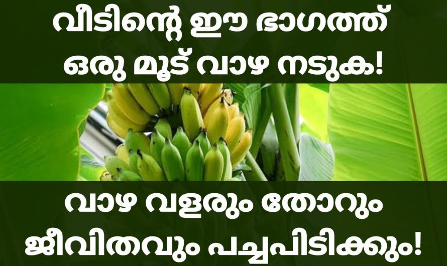 വാഴ നട്ട് പിടിപ്പിക്കുക വീടിന്റെ ഈ ഭാഗത്ത്, ജീവിതവും പച്ചപിടിക്കും വാഴ വളരുന്നതിനോടൊപ്പം