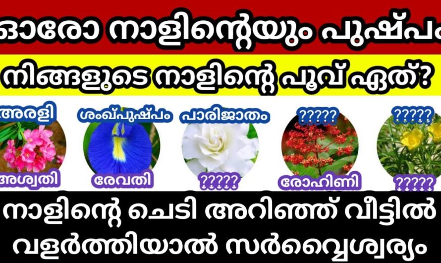 വീട്ടിൽ ഓരോ നാളിനും ഒരു പൂവുണ്ട്, ആ പൂച്ചെടി വളർത്തിയാൽ, വീട്ടിൽ സമ്പത്തും പണവും കുതിച്ചുയരും