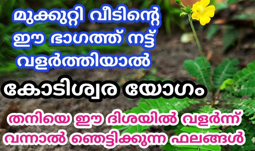 വിശ്വസിച്ചാൽ ഫലം ഉറപ്പ്, മുക്കുറ്റി വീടിന്റെ ഈ ദിശയിൽ നട്ട് വളർത്തു..