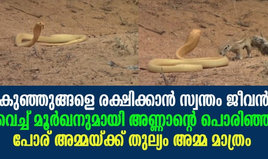 സ്വന്തം ജീവന്‍ വെച്ച് മൂര്‍ഖനുമായി കുഞ്ഞുങ്ങളെ രക്ഷിക്കാന്‍ അണ്ണാന്റെ പൊരിഞ്ഞ പോര് !!!