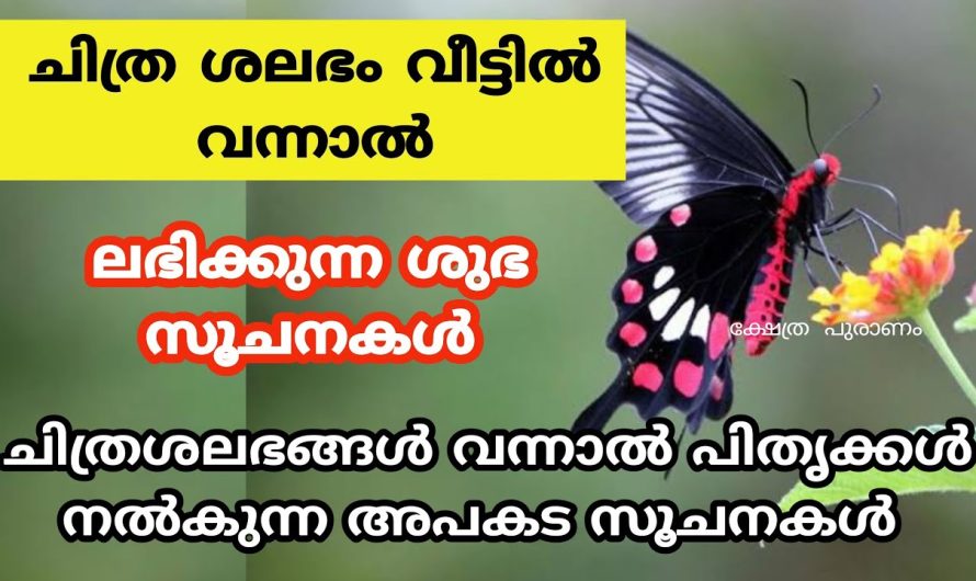 പിതൃക്കൾ ചിത്രശലഭങ്ങൾ വന്നാൽ നൽകുന്ന അപകട സൂചനകൾ..