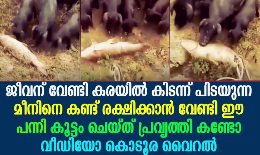 പന്നി കൂട്ടം ജീവന് വേണ്ടി കിടന്ന് പിടയുന്ന മീനിനെ കണ്ട്, ചെയ്ത് പ്രവൃത്തി കണ്ടോ !!!