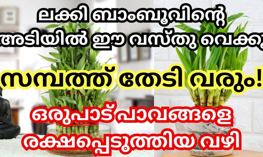 ഈ വസ്തു ലക്കി ബാംബൂ ചട്ടിയുടെ അടിയിൽ വെച്ചാൽ, നിങ്ങളെ തേടി സമ്പത്ത് വരും