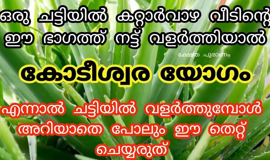 ഒരു ചെടി ചട്ടിയിൽ ഈ സൗഭാഗ്യങ്ങൾ തേടി എത്തും, കറ്റാർ വാഴ ഈ ദിശയിൽ വളർത്തു