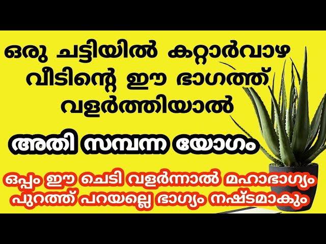 കറ്റാർവാഴയിൽ മറക്കാതെ ചെയ്യു, സ്വിച്ച് ഇട്ടത് പോലെ ദുരിതങ്ങൾ തീരും കടം ഇല്ലാതെ ആകും