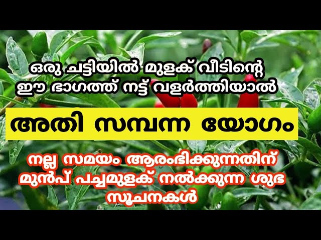 കടം തീരും പച്ചമുളക് ഈ ദിശയിൽ നട്ട് വളർത്തിയാൽ, ശത്രുദോഷം ഒഴിയും.