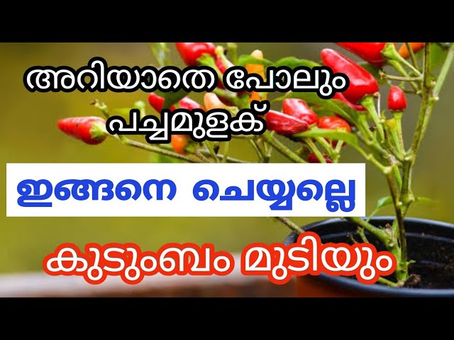 ഗ്രഹദോഷങ്ങൾ മാറാൻ പച്ചമുളക് മാത്രം മതി , ഇനിയും ഈ കാര്യം അറിയാതെ പോകലെ