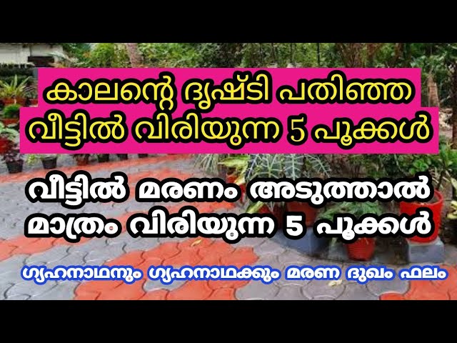 വീട്ടിൽ അ.പ.ക.ടം സംഭവിക്കുന്നതിന് മുൻപ് മാത്രം വിരിയുന്ന 5 പൂക്കൾ, ഇവാ നിങ്ങളുടെ വീട്ടിൽ ഉണ്ടോ?