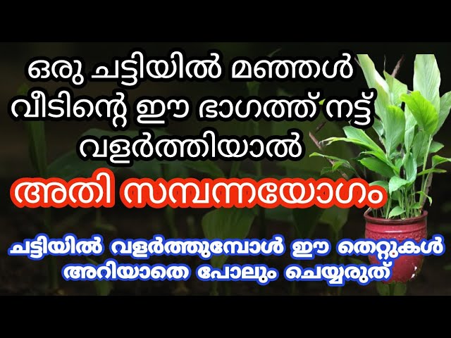 ഈ ദിശയിൽ മഞ്ഞൾ വളർത്തു, ഒരു ചെടി ചട്ടിയിൽ ഈ സൗഭാഗ്യങ്ങൾ തേടി എത്തും.