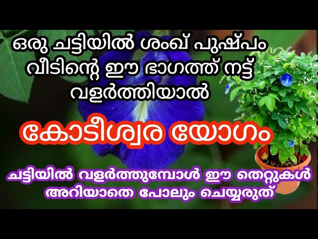 ഈ ദിശയിൽ ഒരു ചട്ടിയിൽ ശംഖ് പുഷ്പം വളർത്തു, തേടി എത്തും ഈ സൗഭാഗ്യങ്ങൾ..