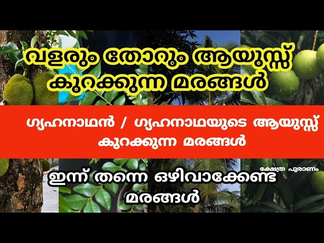 മര.ണം വരെ വിളിച്ച് വരുത്തുന്ന മരങ്ങൾ, ഈ മരങ്ങൾ വീട്ടിൽ നിന്നാൽ ..