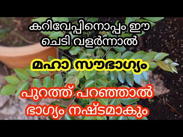 കറിവേപ്പിനൊപ്പം വളരുന്ന ചെടി, നല്ല കാലം പിറക്കുന്നതിന് മുൻപ്