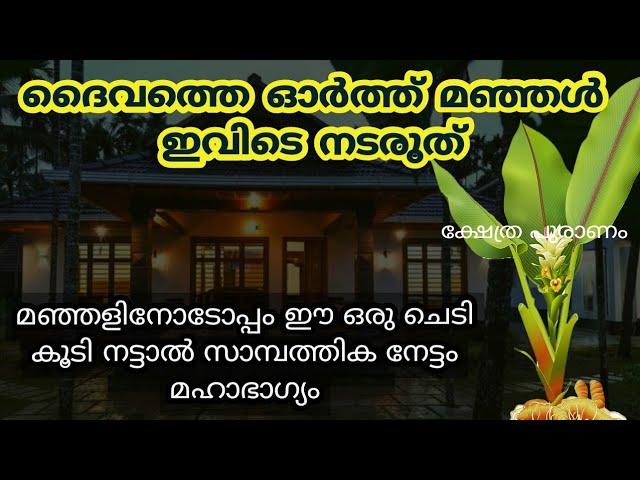 വീട് മുടിയും വീടിന്റെ ഈ വശത്ത് മഞ്ഞൾ നട്ടാൽ, ഒരിക്കലും ചെയ്യരുത്