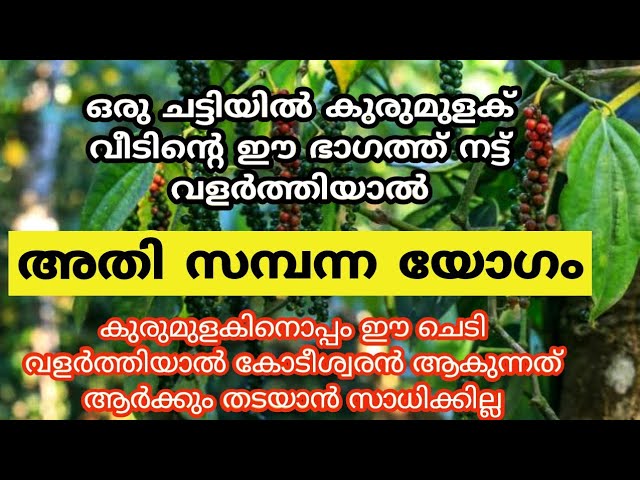 ഒരു ചെടി ചട്ടിയിൽ ഈ ദിശയിൽ കുരുമുളക് വളർത്തു, ഈ സൗഭാഗ്യങ്ങൾ നിങ്ങളെ തേടി എത്തും.