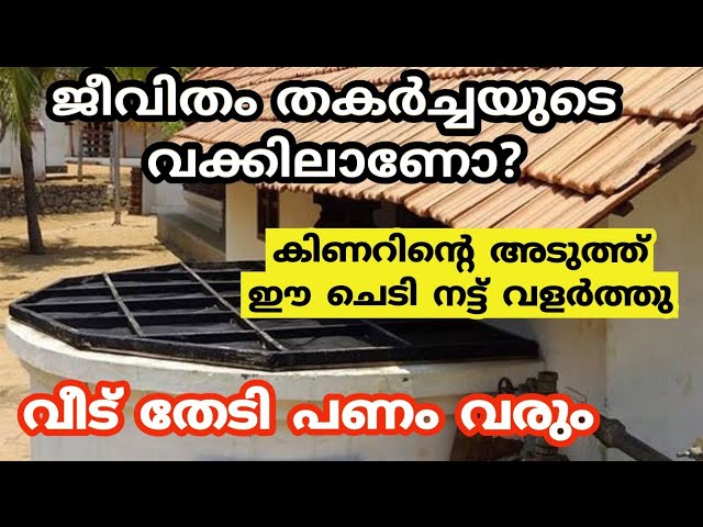 കിണറിന്റെ അടുത്ത് പണം കായ്ക്കുന്ന ചെടി വച്ചാൽ ഇരട്ടി ഫലം, പണം വന്നു കുമിഞ്ഞു കൂടും