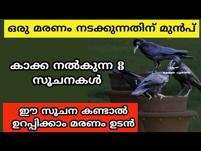 കാക്ക ഒരു മരണം നടക്കുന്നതിന് മുൻപ് നൽകുന്ന സൂചനകൾ, ഈ സൂചനകൾ നിസാരം ആക്കി എടുക്കരുത്