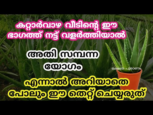 കോടീശ്വരയോഗം, വീടിന്റെ ഈ ഭാഗത്ത് കറ്റാർ വാഴ നട്ട് വളർത്തിയാൽ