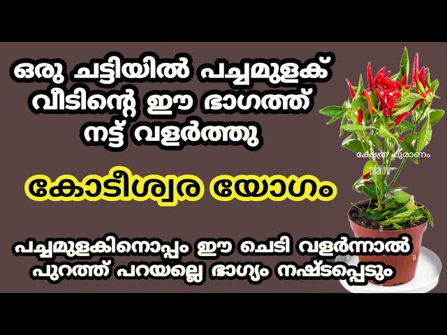 വീടിന്റെ ഈ ഭാഗത്ത് ഒരു ചട്ടിയിൽ പച്ചമുളക് വെച്ച് പിടിപ്പിച്ചു നോക്കൂ