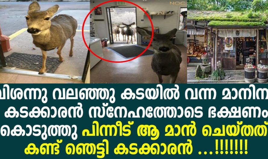 സ്നേഹിക്കാനറിയാം മൃഗങ്ങൾക്കും മനുഷ്യരെ പോലെ എന്ന് പറയുന്നത് ഇതുകൊണ്ടാണ്!!