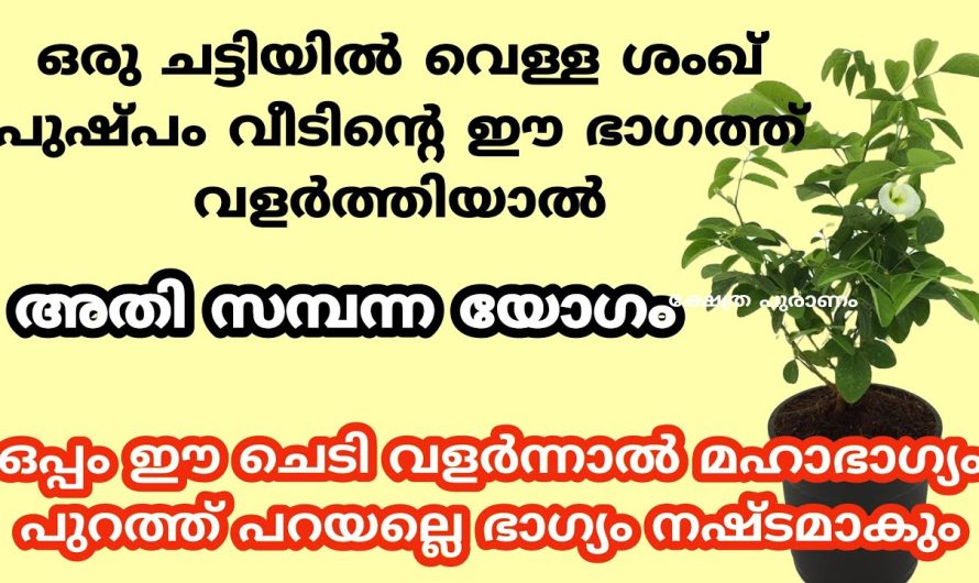 വെള്ള ശംഖ് പുഷ്പം ഒരു ചട്ടിയിൽ ഈ ഭാഗത്ത് വളർത്തിയാൽ, വരാൻ പോകുന്നത് അതി സബന്ന യോഗം