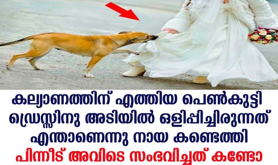 കല്യാണത്തിന് എത്തിയ പെൺകുട്ടി ഡ്രെസ്സിനു അടിയിൽ ഒളിപ്പിച്ചിരുന്നത് എന്താണ് എന്ന് കണ്ടോ?