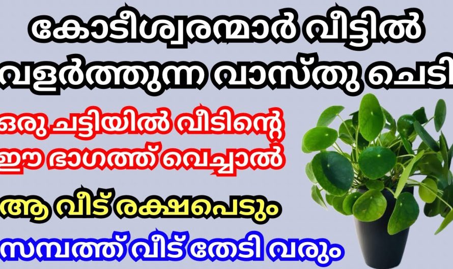 വീട്ടിൽ കോടീശ്വരന്മാർ വളർത്തുന്ന ചെടി, ഒരു ചട്ടിയിൽ ഇത് വീട്ടിൽ വളർത്തൂ