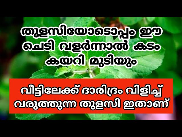 ഈ ചെടി തുളസിയോടൊപ്പം നാട്ടു വളർത്തിയാൽ, കടം കയറി മുടിയും