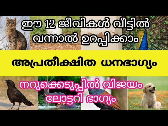 ചിട്ടി ലഭിക്കും, വീട്ടിൽ കടം തീരുന്നതിന് മുൻപ് വരുന്ന ജീവികൾ, ഇവയിൽ ഒന്ന് എക്കിലും വന്നാൽ രക്ഷപെട്ടു