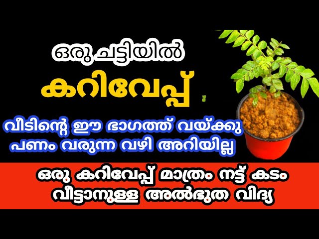 കടം വീട്ടാനുള്ള അൽഭുത വിദ്യ ഒരു കറിവേപ്പ് മാത്രം നട്ട് വളർത്തിയാൽ മതി