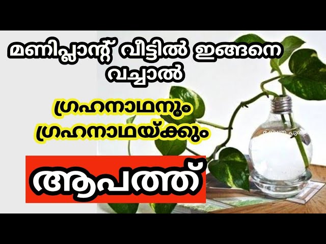 വലിയ ആപത്ത് ദുരിതവും ദുഖവും ഫലം, ഇങ്ങനെ മണിപ്ലാന്റ് വീട്ടിൽ വച്ചാൽ..