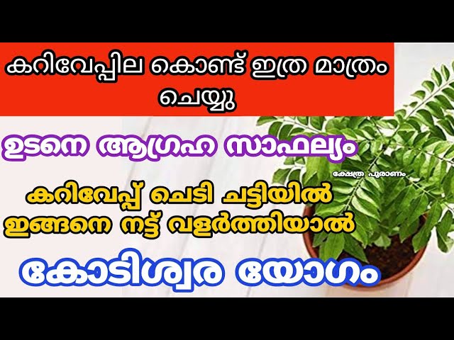 ഇങ്ങനെ ചെയ്യാൻ മറക്കല്ലെ, കറിവേപ്പ് വീട്ടിൽ ഉണ്ടോ? നടക്കും ഏത് ആഗ്രഹവും!!