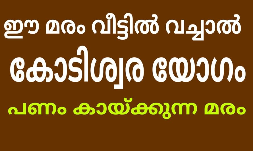 കോടീശ്വര യോഗം തെളിഞ്ഞുവരും മരം ഈ സ്ഥാനത്ത് വയ്ക്കുകയാണ് എങ്കിൽ