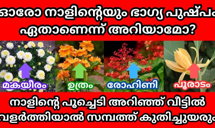 ഏതാണെന്ന് അറിയാമോ ഓരോ നാളിന്റെയും ഭാഗ്യ പുഷ്പം ? വീട്ടിൽ ഭാഗ്യ പുഷ്പം വളർത്തിയാൽ സർവ്വൈശ്വര്യം