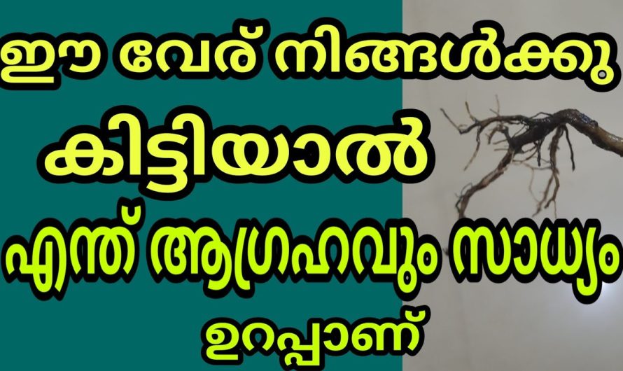 ഏത് ആഗ്രഹവും സാധിക്കും ഈ വേര് കൈയ്യിൽ കരുതിയാൽ മാത്രം മതി, വിശ്വസിച്ചാൽ ഫലം ഉറപ്പ്