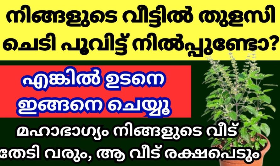 ഉടനെ ഇങ്ങനെ ചെയ്യൂ വീട്ടിൽ തുളസി പൂത്താൽ, മഹാഭാഗ്യം ചേരാൻ ആയി പോകുന്നു, സർവ്വൈശ്വര്യം