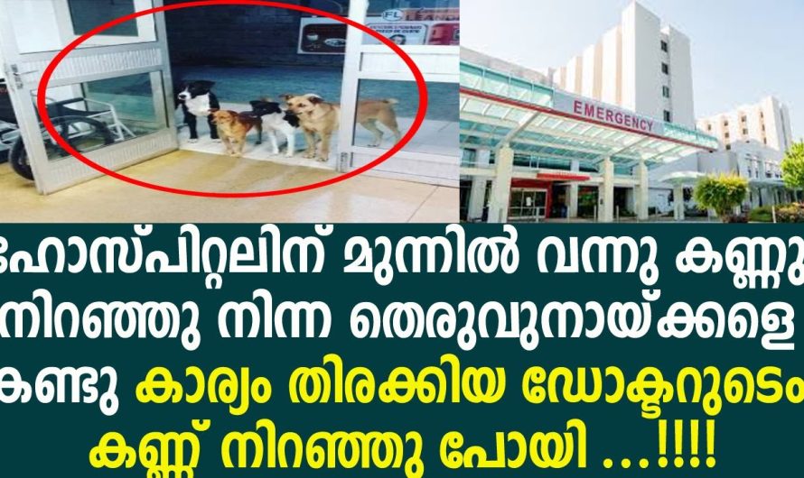 സ്നേഹം എന്താണെന്നറിയാമോ ഈ സംഭവത്തെക്കുറിച്ച് കേട്ടാൽ മതി