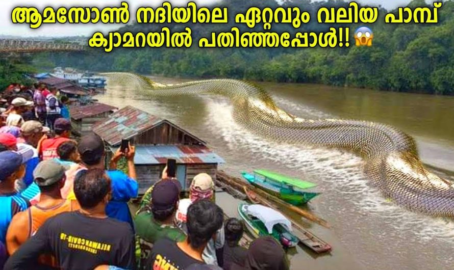 ആമസോണിലെ ഏറ്റവും വലിയ പാമ്പ്! ഞെട്ടി ശാസ്ത്രലോകം