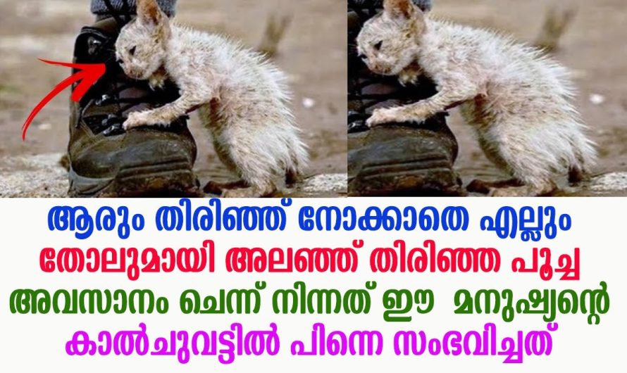 ഈ മനുഷ്യന്റെ കാൽചുവട്ടിൽ എല്ലും തോലുമായി നടന്ന പൂച്ച അവസാനം ചെന്ന് നിന്നത് പിന്നെ അവിടെ സംഭവിച്ചത് !!!!