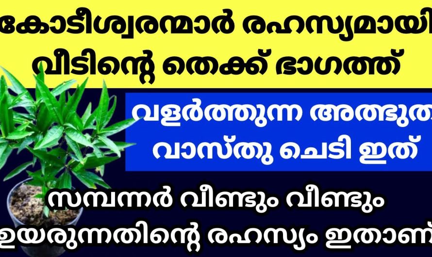 തെക്കുഭാഗത്ത് സമ്പന്നർ വളർത്തുന്ന ചെടി, ഇത് വളർത്തിയാൽ കോടീശ്വര യോഗം ഉറപ്പ്