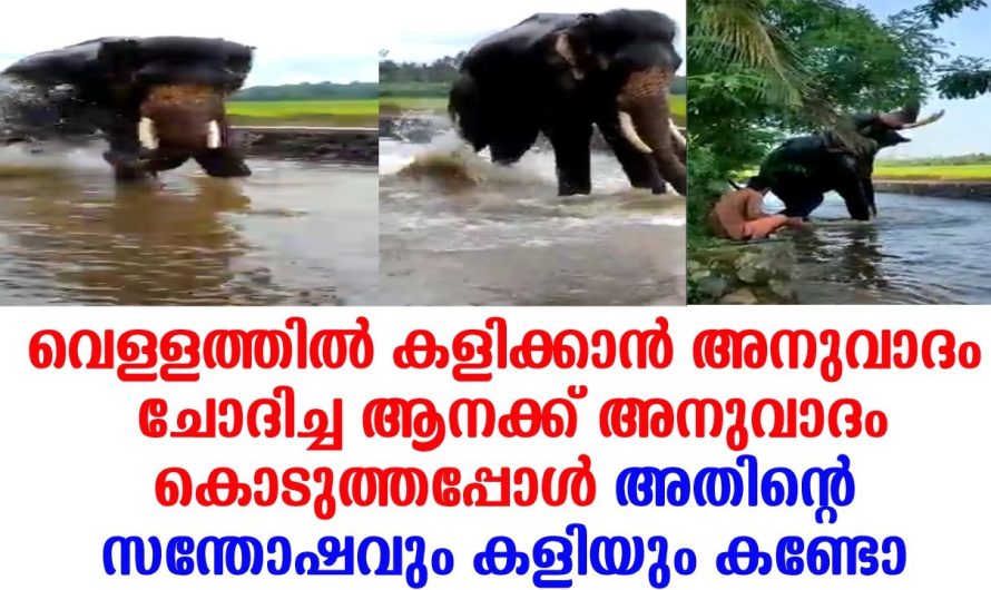 സ്നേഹം കണ്ടോ ആനയും പാപ്പാനും തമ്മിൽ, കളിക്കാനുള്ള അനുവാദം കൊടുത്തപ്പോൾ ആന ചെയ്തത്