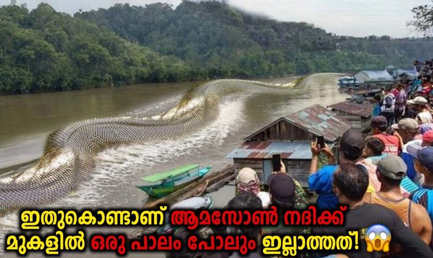 പാലം ആമസോൺ നദിക്ക് കുറുകെ പണിയാത്തത് എന്ത്കൊണ്ട്? എന്താണ് ചെയ്യേണ്ടത് എന്നറിയാതെ ശാസ്ത്രലോകം