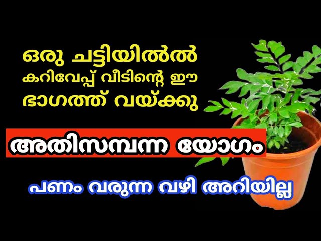 വീടിന്റെ ഈ ഭാഗത്ത് കറിവേപ്പ് വെയ്ക്കൂ, പണം വരുന്ന വഴി അറിയില്ല