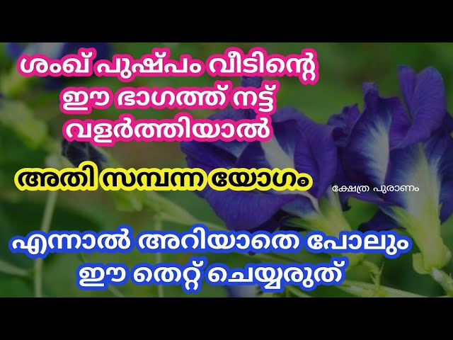 ശംഖ് പുഷ്പം വീടിന്റെ ഈ ഭാഗത്ത് നട്ട് വളർത്തിയാൽ, പിന്നെ തിരിഞ്ഞു നോക്കേണ്ടതായി വരില്ല